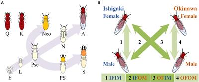 Male’s influence on the primary sex ratio bias in Ryukyu drywood termite